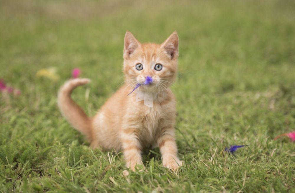 Make it Woof - Image 1