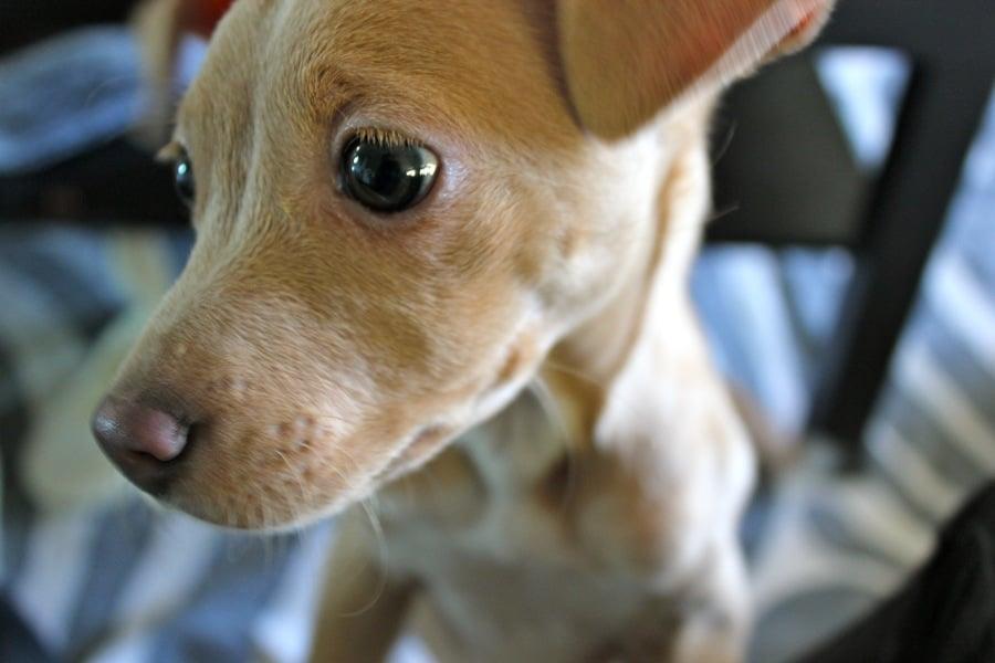 United Hope For Animals - Image 1