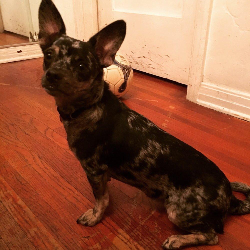 Little Wolf Rescue - Image 1