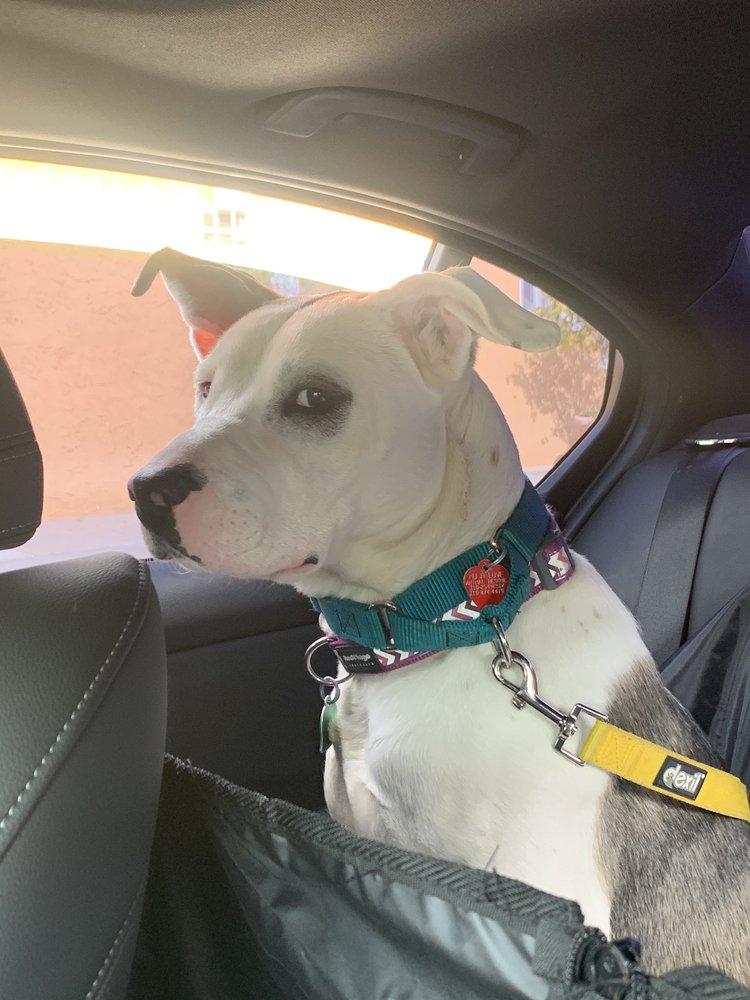 Much Love Animal Rescue - Image 1