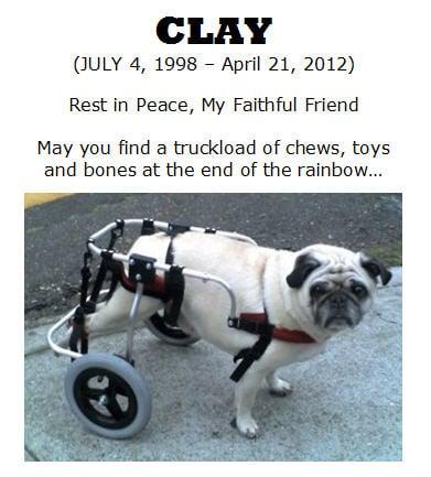 Calvin G Lum, DVM - BetterVet - Image 1