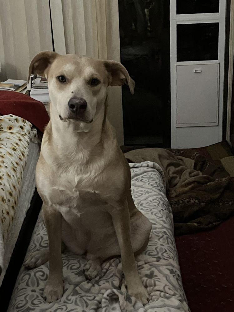 Even Chance Pit Bull Advocacy + Resources + Rescue - Image 1