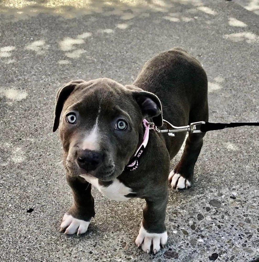 Peninsula Critter Care - Image 1