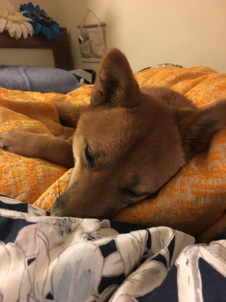 Saving Shibas - Image 1