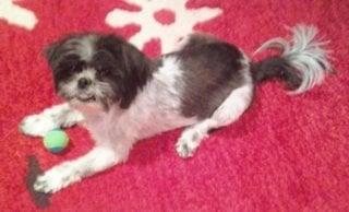 Perfect Pet Rescue - Image 1