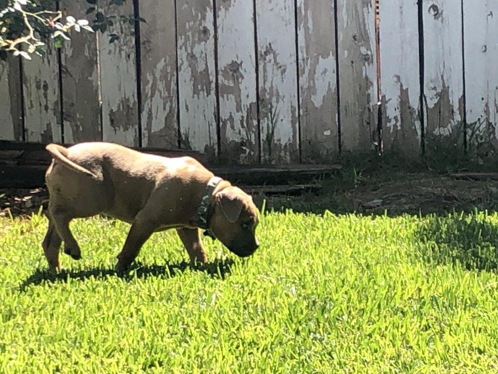 Noahs Bark - Image 1