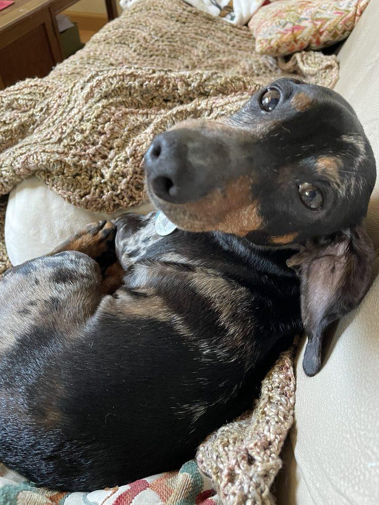 Dachshund Rescue of Los Angeles - Image 1