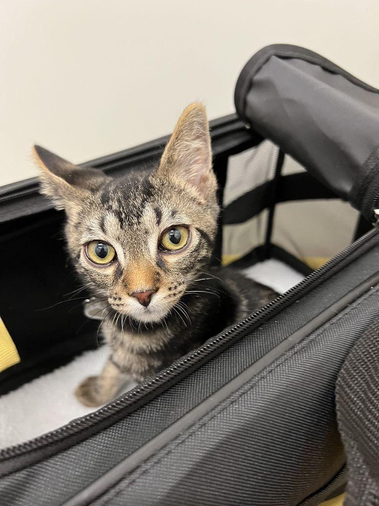 Dirty Little Paws Rescue - Image 1