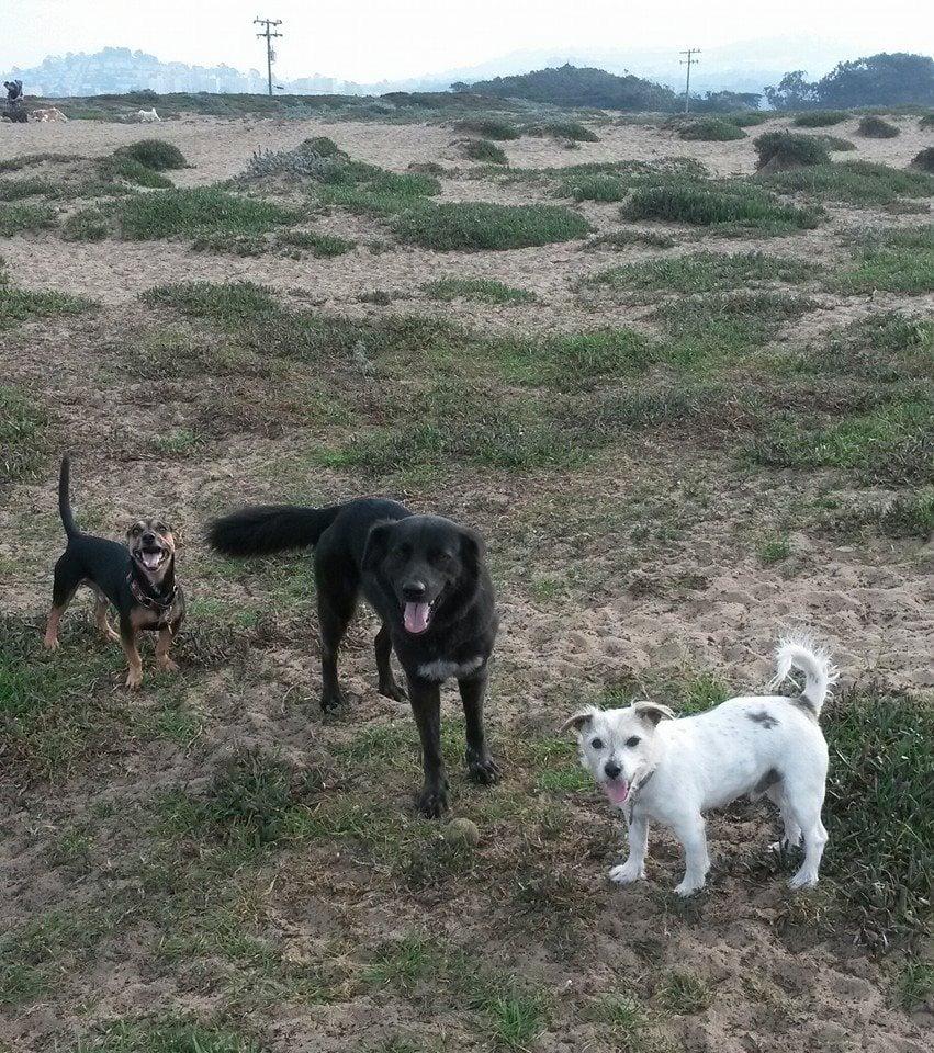 Howl 'n' Woof - Image 1