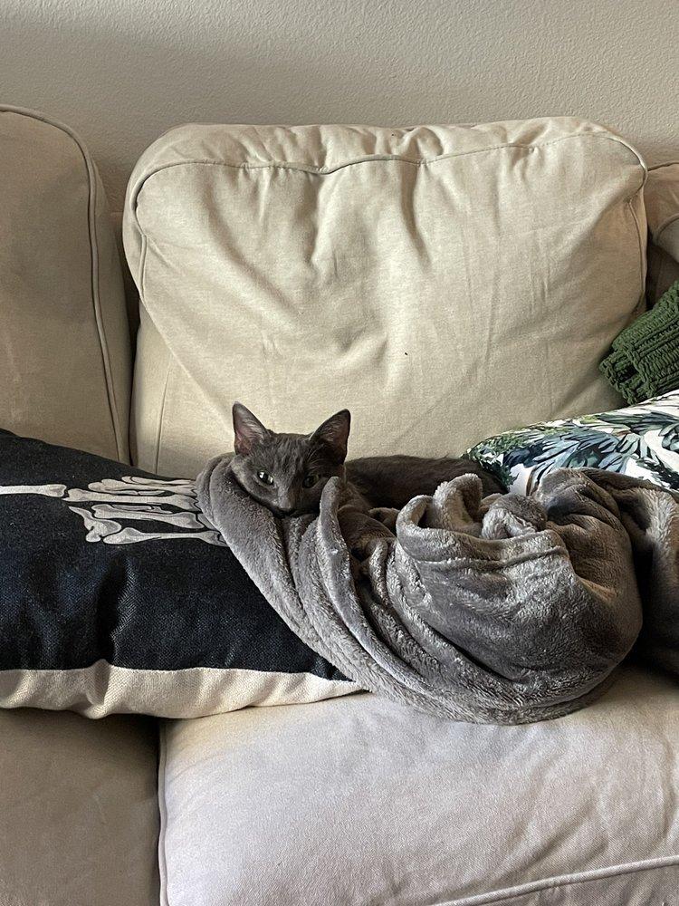 The Rescue House - Image 1