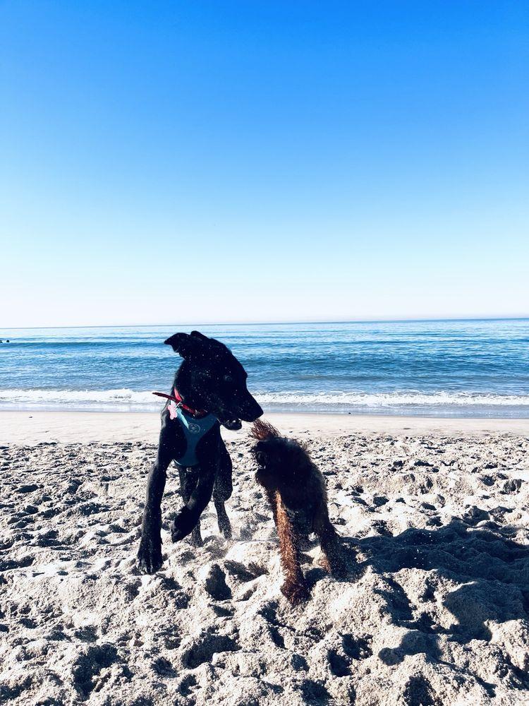 Ozzie And Friends Rescue - Image 1