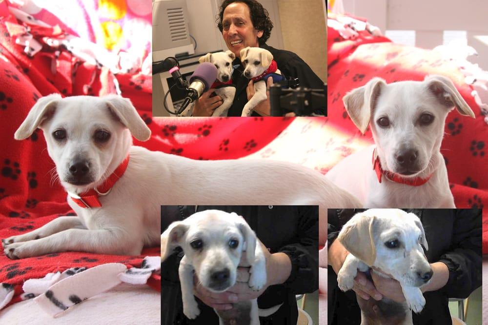 Lucky Pup Dog Rescue - Image 1