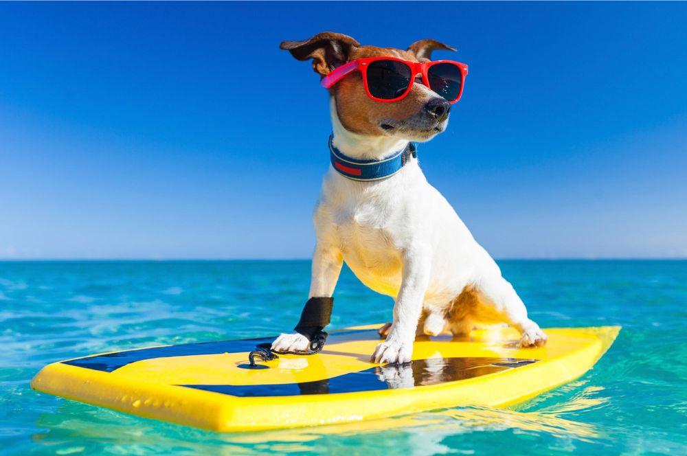 Dogz Gone Wild - Image 1