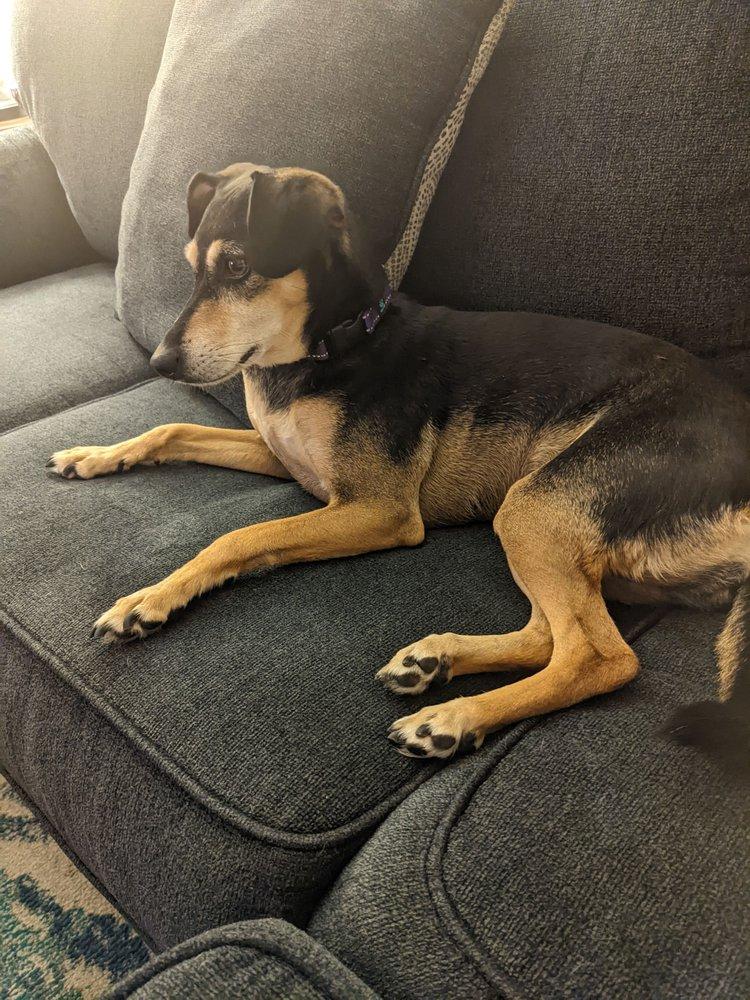 John's Natural Dog Training - Image 1