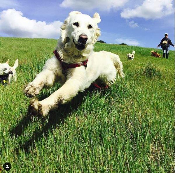 Doggy Lama Pet Care - Image 1