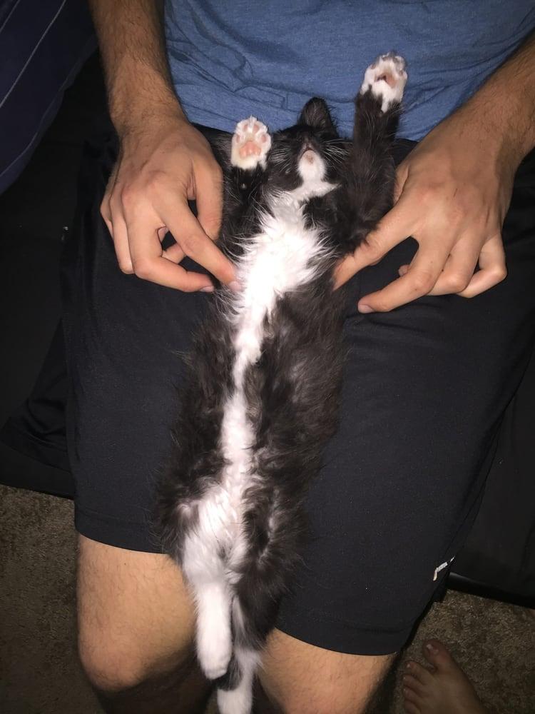 Shelter Pet Partners - Image 1