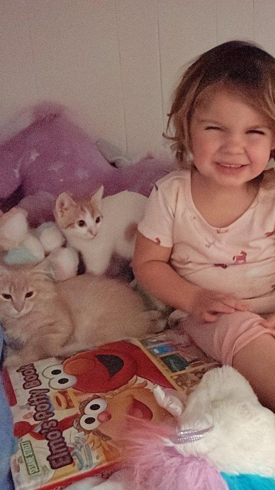 Ollie's Pack Rescue and Transport - Image 1