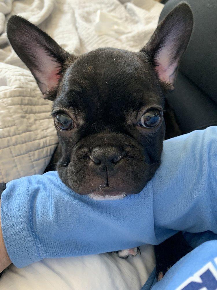 Shots for Pets - Image 1