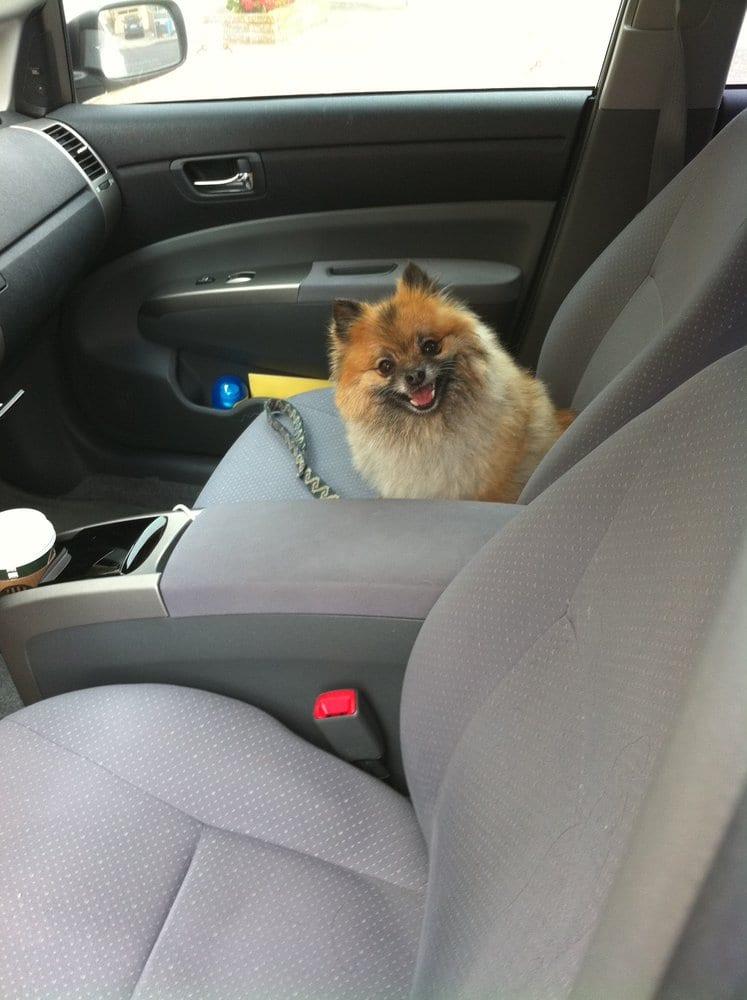 Canine Care - Image 1