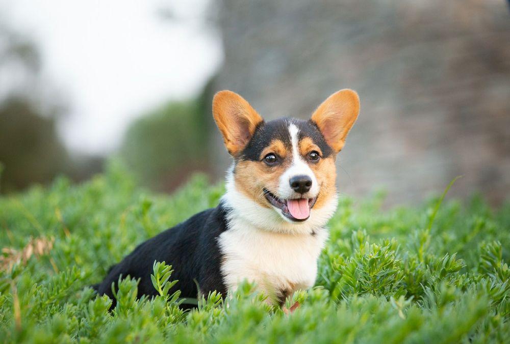 Banyan Photography for Pets & People - Image 1