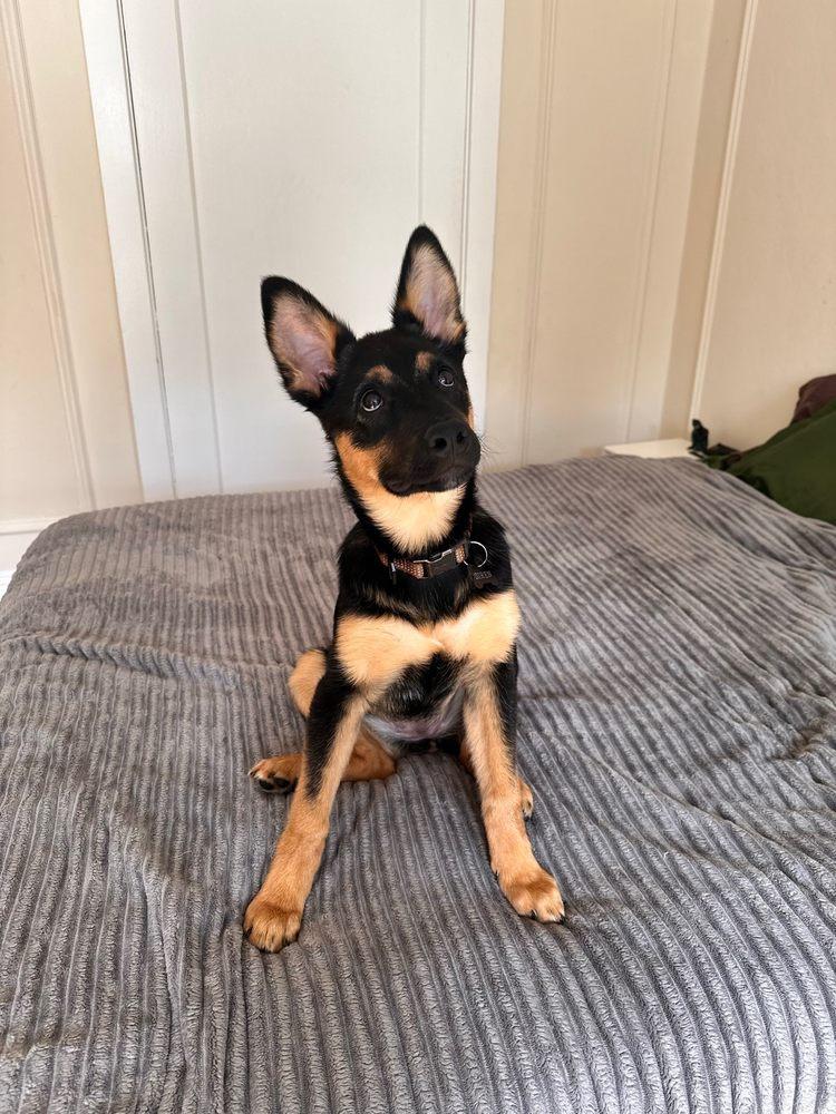 Copper's Dream Rescue - Image 1