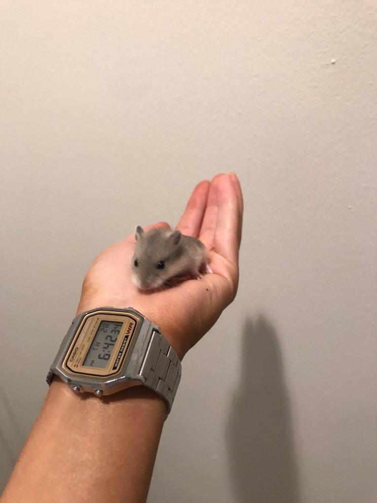 West Coast Hamsters - Image 1