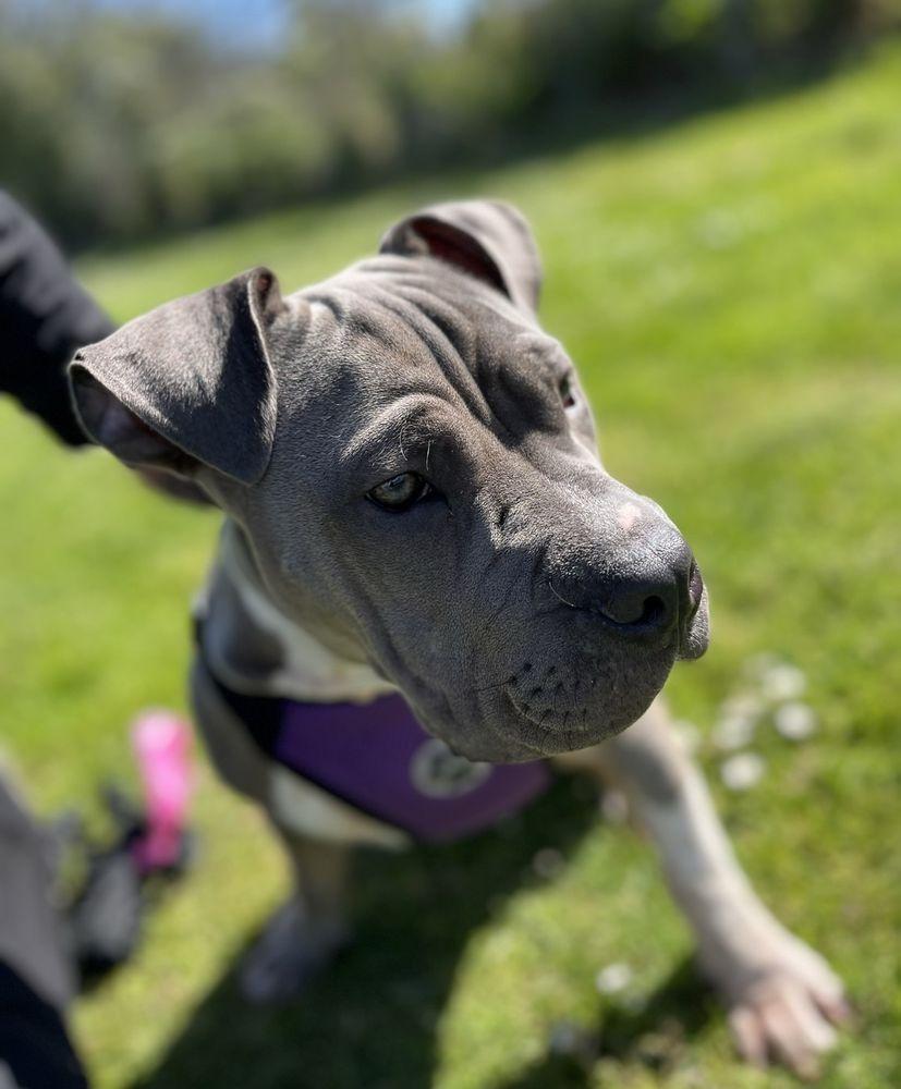 Golden Gate Good Boys - Image 1