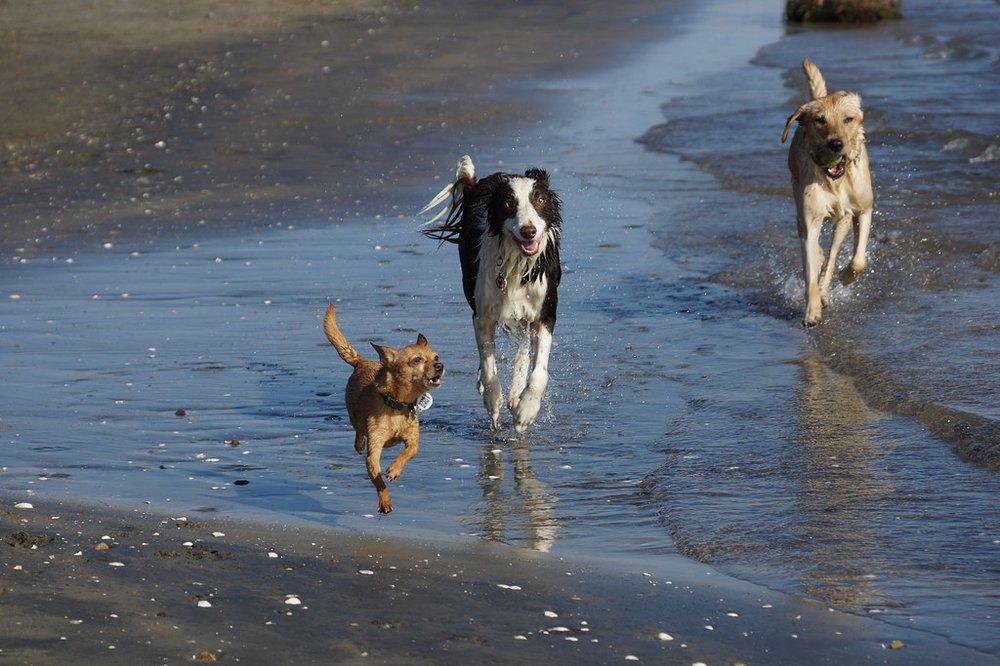 Scratch And Sniff Pet Care - Image 1