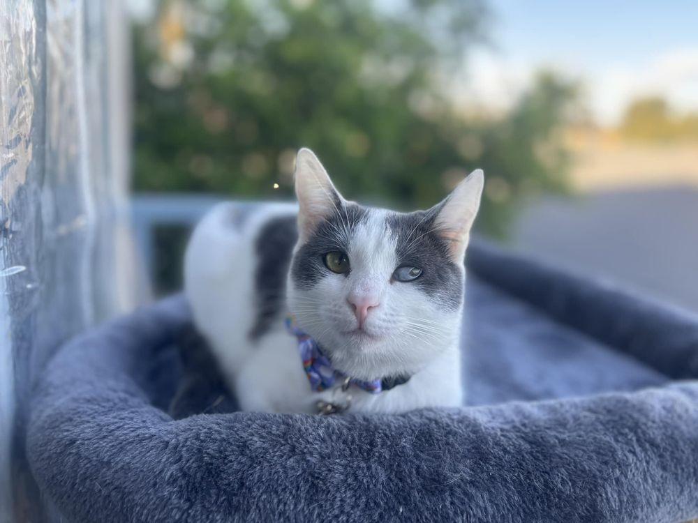 Love Fur Paws Rescue - Image 1