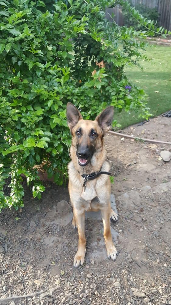 Golden State German Shepherd Rescue - Image 1