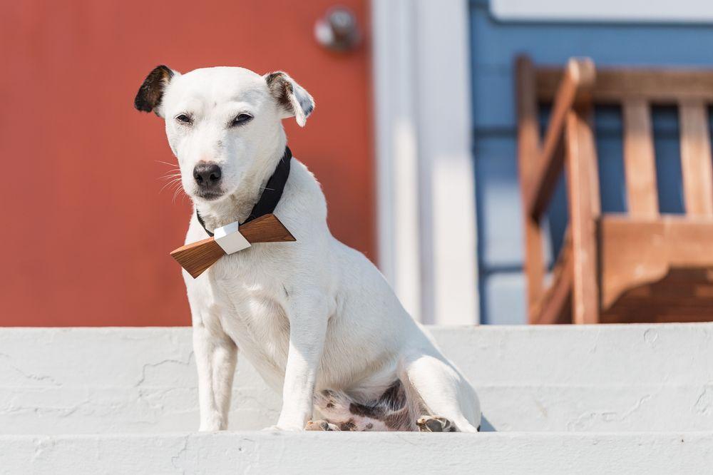 Oakocalyptic Pet Photography - Image 1