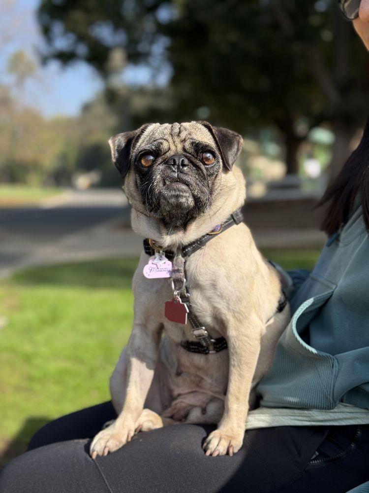Pug Nation Rescue of Los Angeles - Image 1