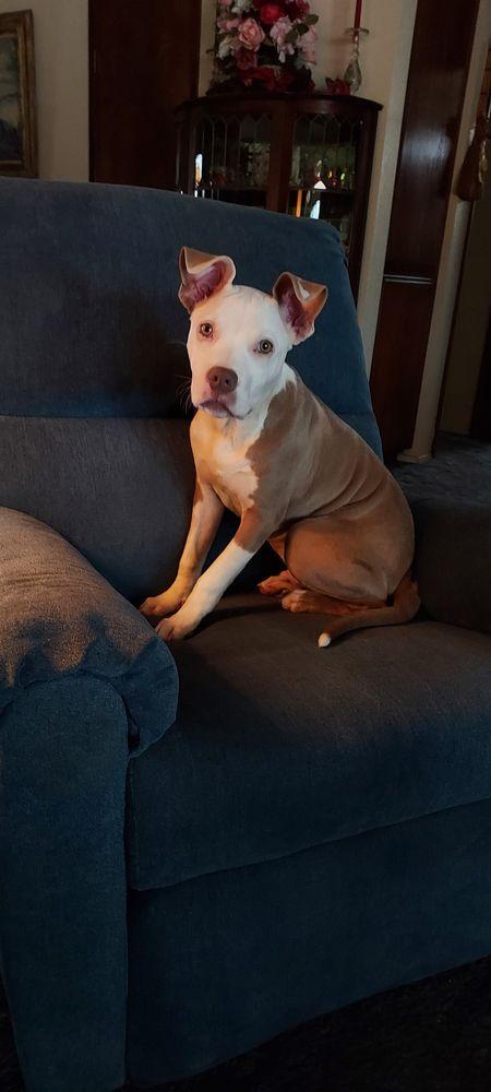 It's The PIts Dog Rescue - Image 1