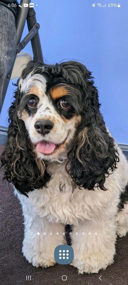 Tails of the City Animal Rescue - Image 1