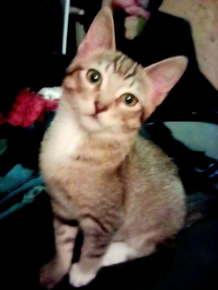 Wonder Cat Rescue - Image 1