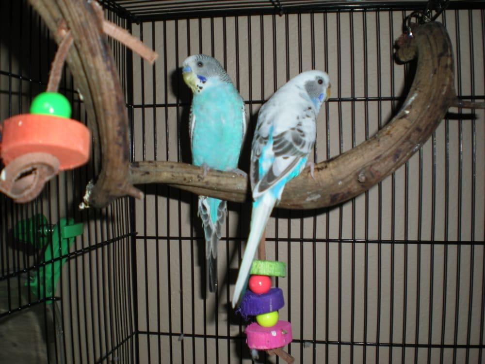 Mickaboo Companion Bird Rescue - Image 1