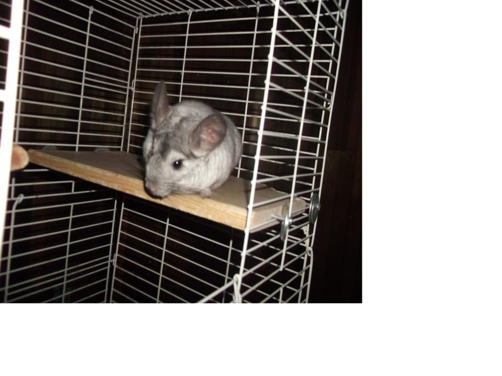 Squiggly & Friends Chinchilla Rescue - Image 1
