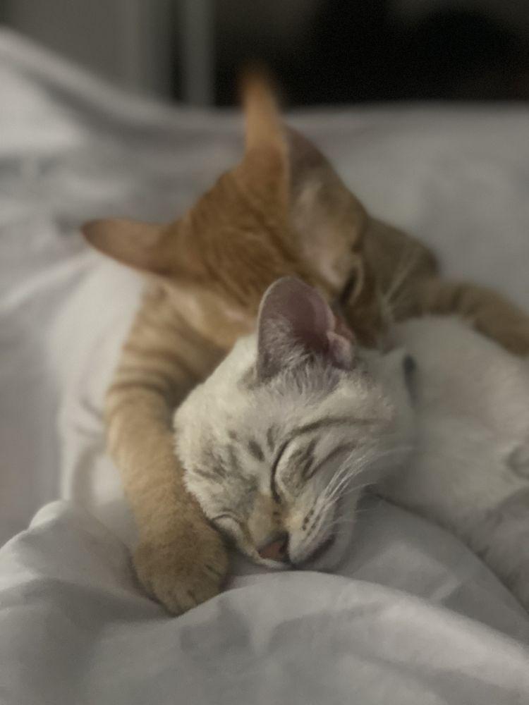 Andrea’s Dream Rescue - Image 1