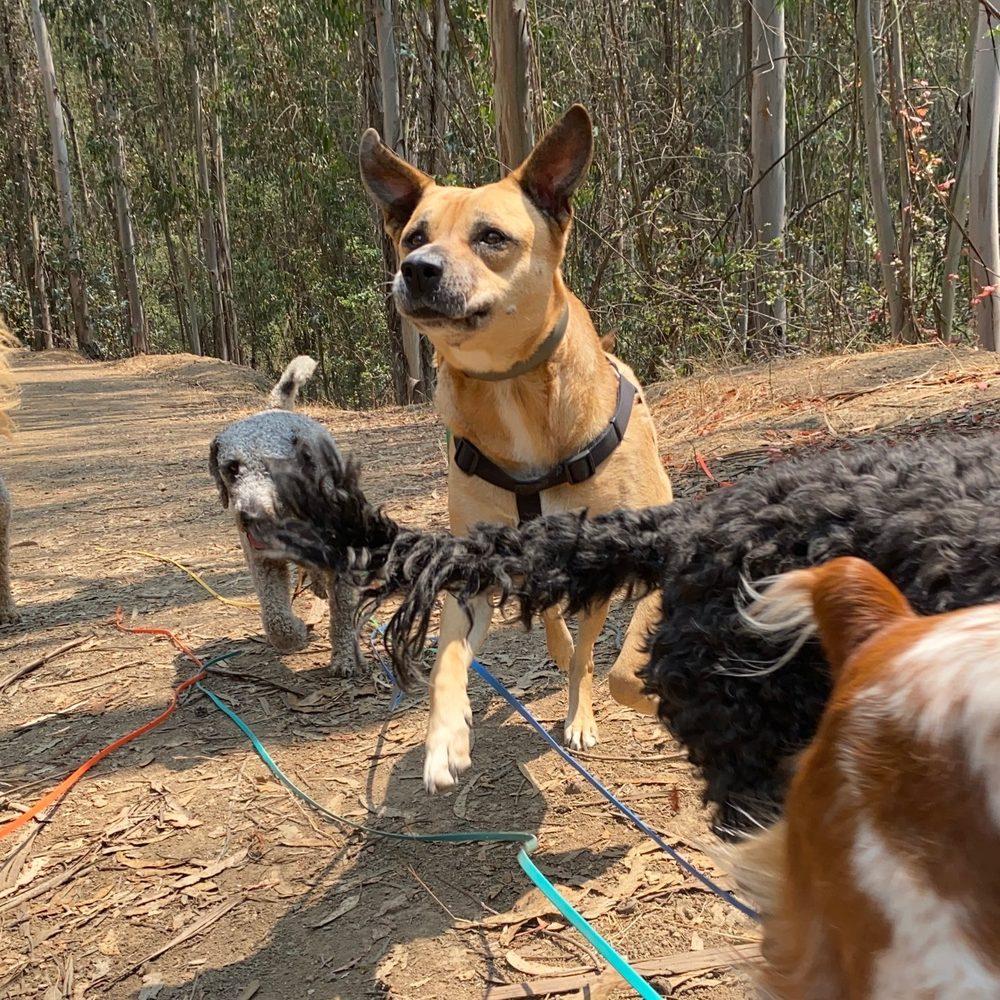 The Natural Dog - Image 1