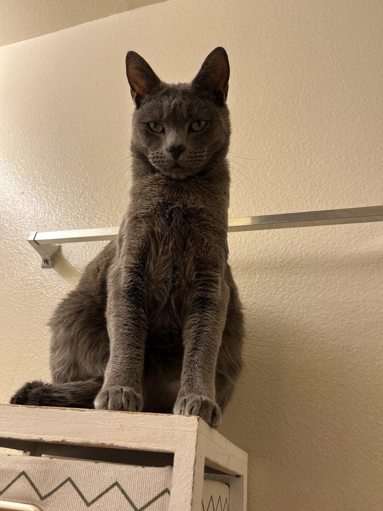 Purrfect Solutions Feline Rescue - Image 1