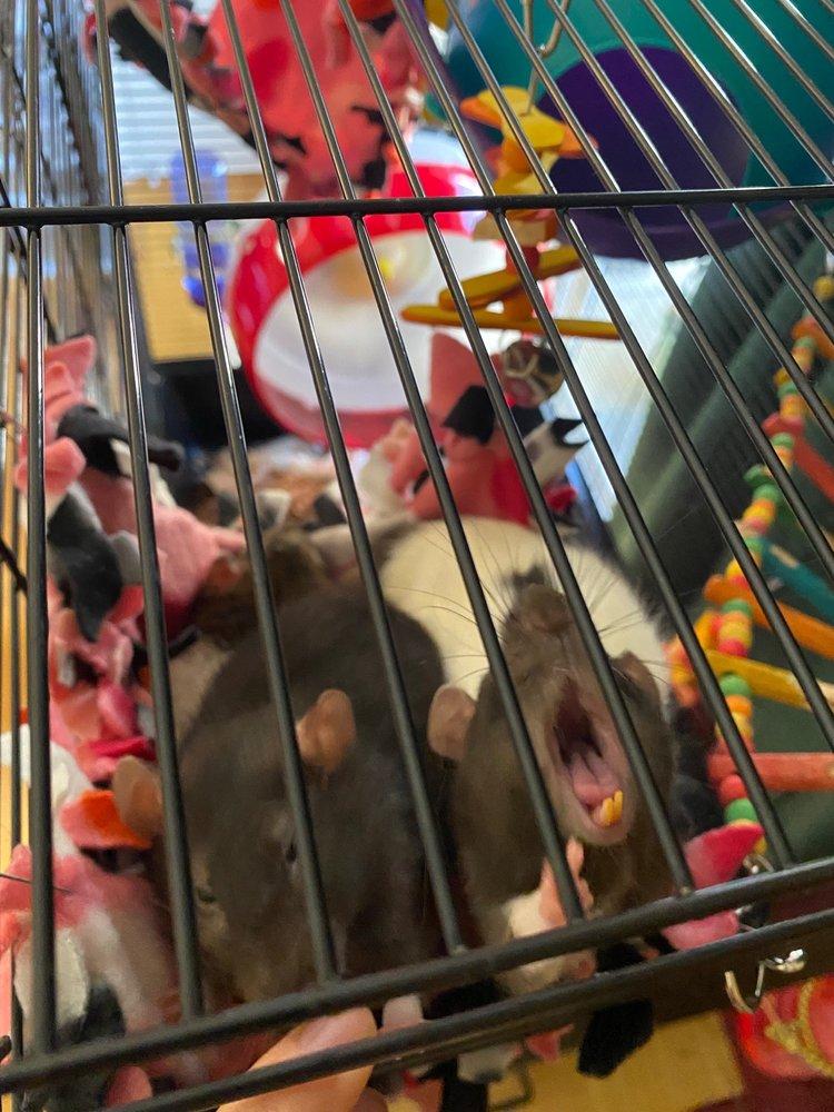 Rattie Ratz Rescue - Image 1