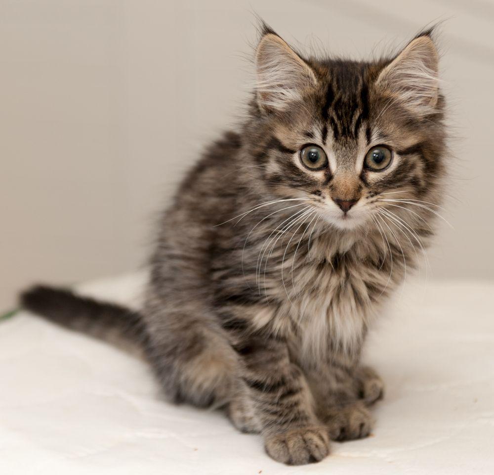 Island Cat Resources & Adoption - Image 1