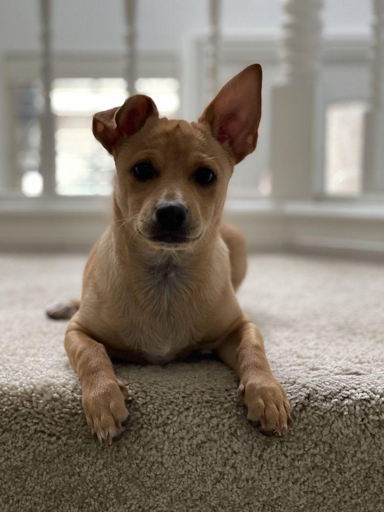 OC Pom Rescue - Image 1