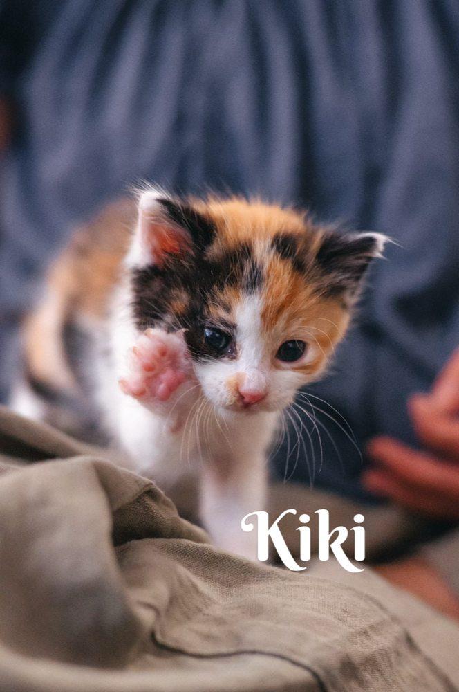 Ace Kitty Rescue Force - Image 1