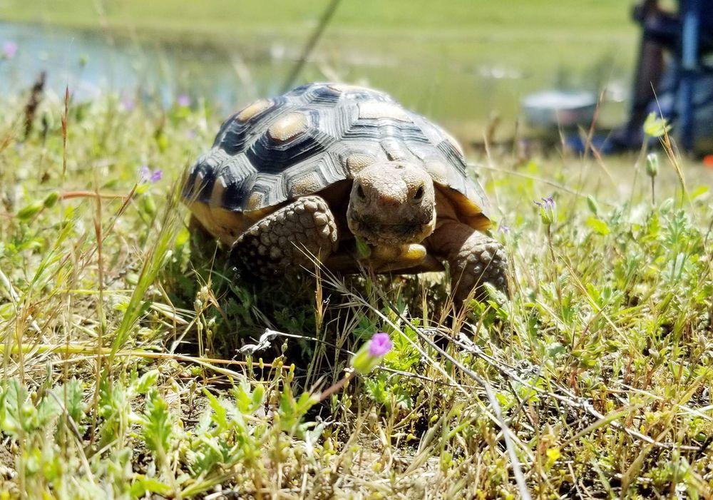 Critter Waggin - Image 1