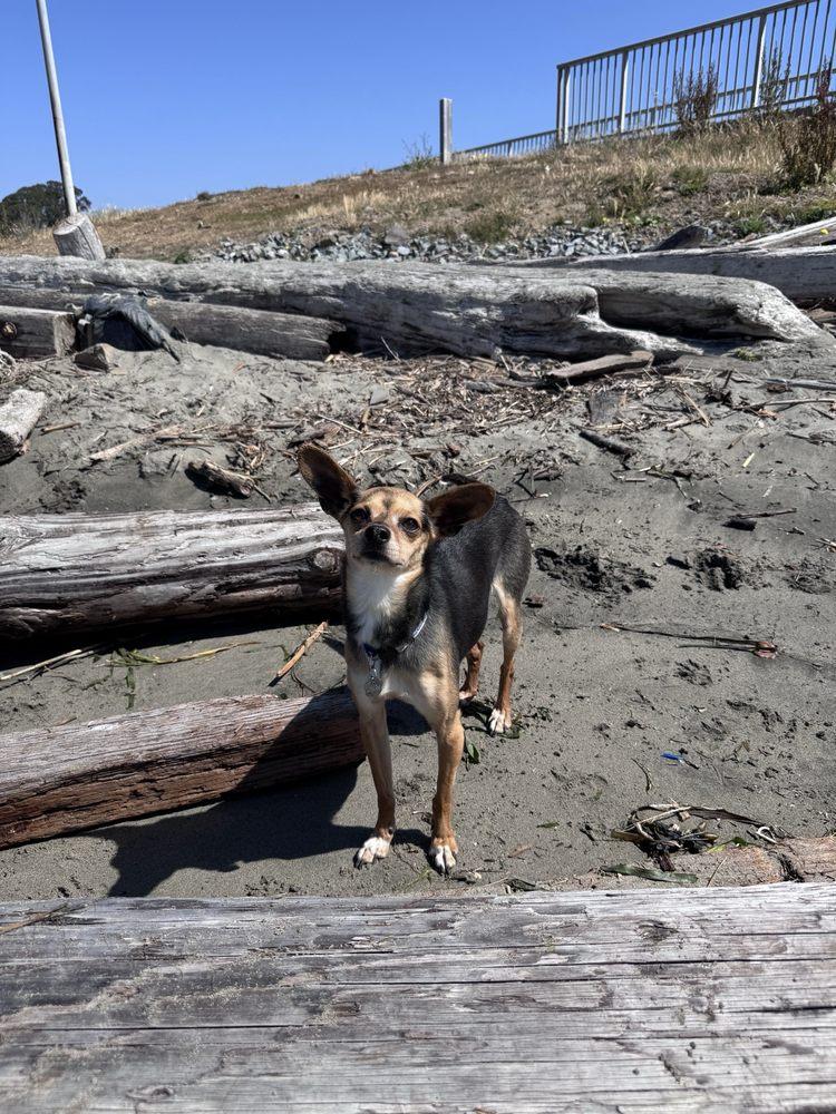 K9 Corso Club - Image 1