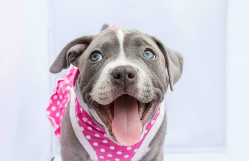 DR Doghouse Bully Crew Rescue - Image 1