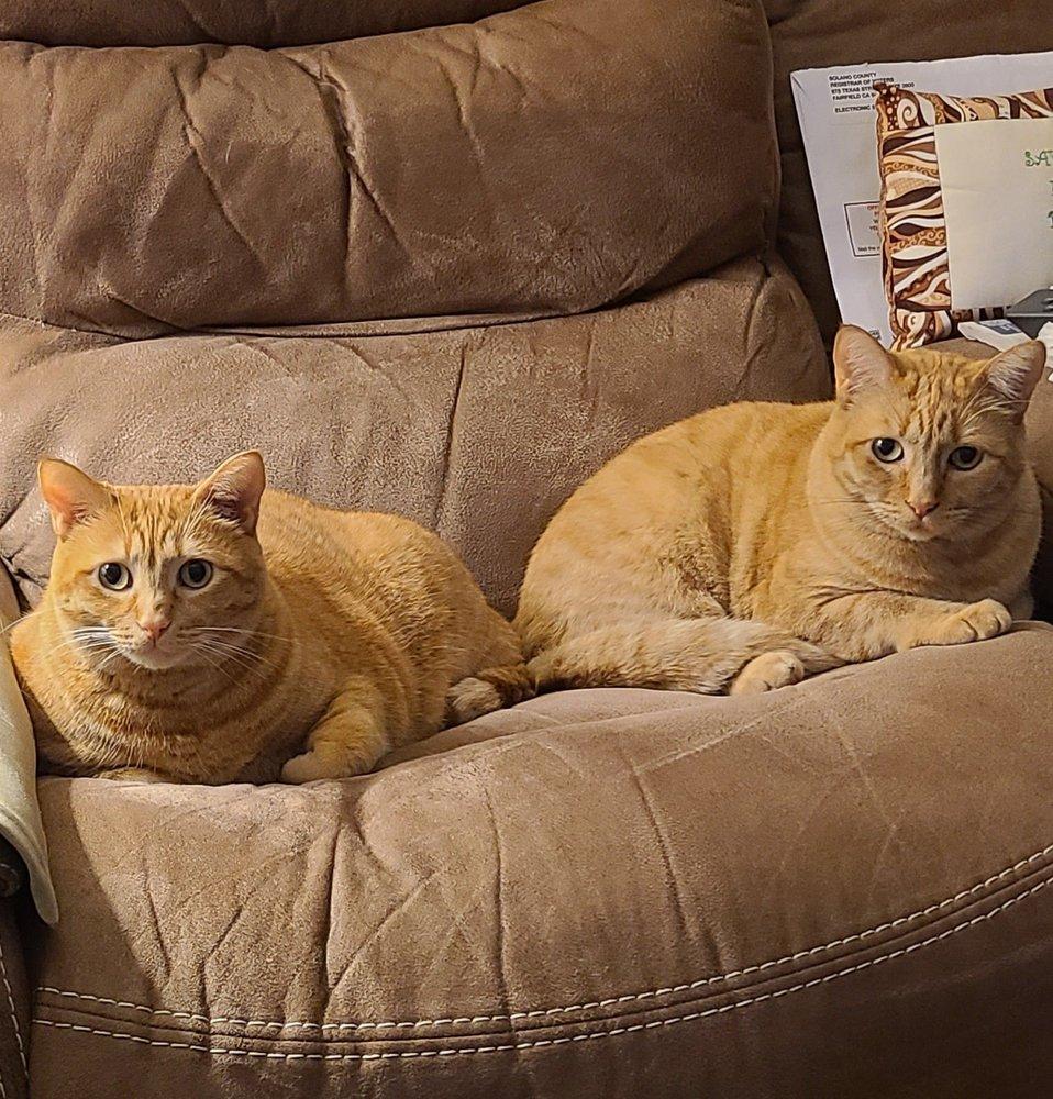 Visiting Vet - Image 1