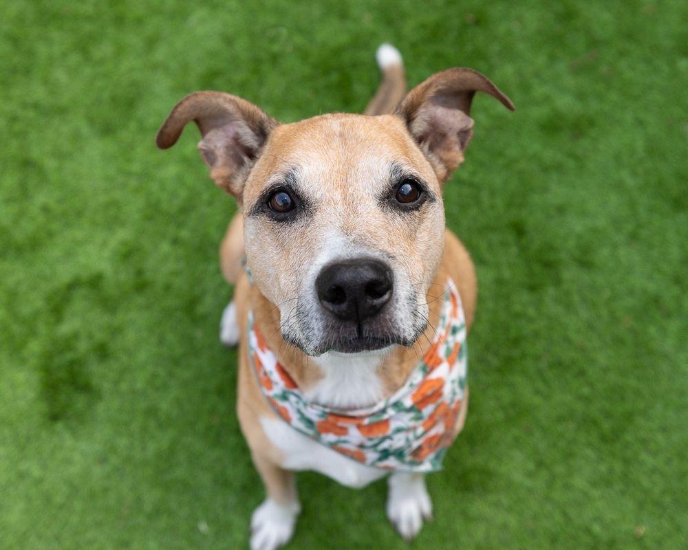 Blue Sparrow Holistic Veterinary House Calls - Image 1