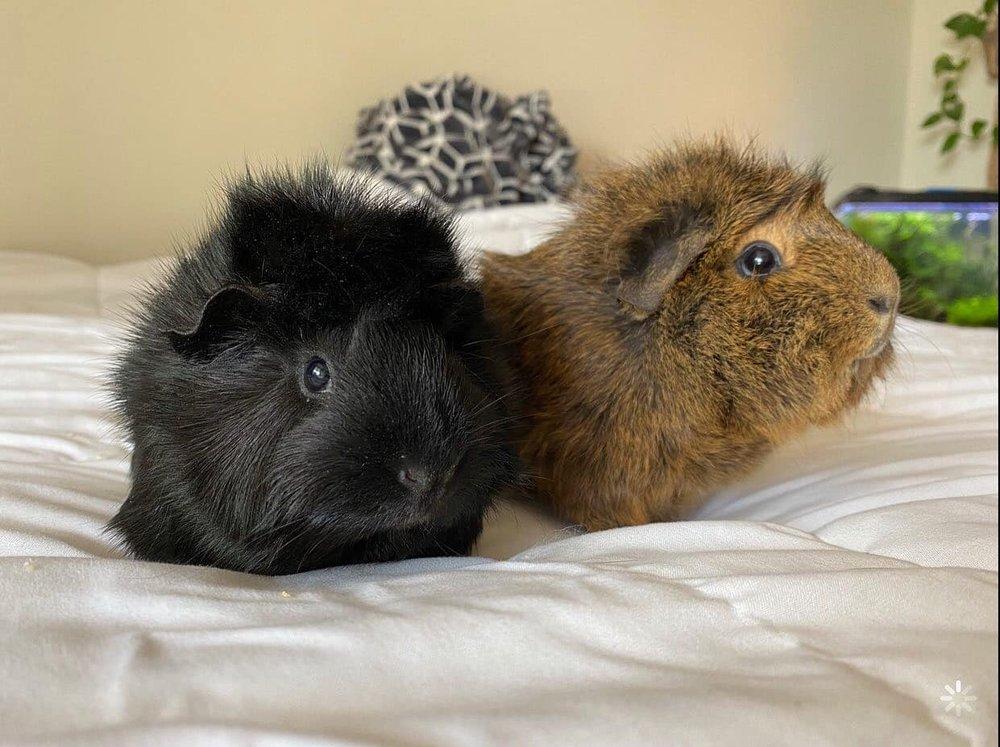 Southern California Guinea Pig Rescue - Image 1